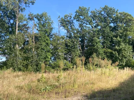  - Grundstück kaufen in Meschede - Hier kann Ihr Traumhaus stehen!