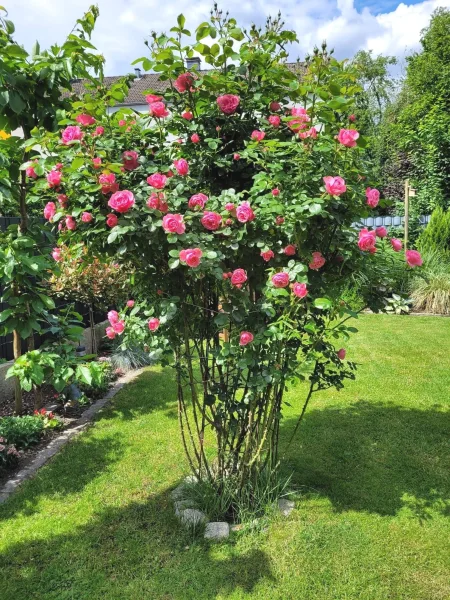 Die schönen Rosen im Garten