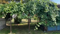 Garten-Weinreben