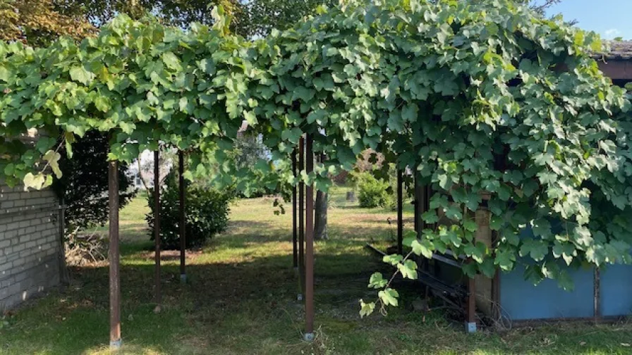 Garten-Weinreben