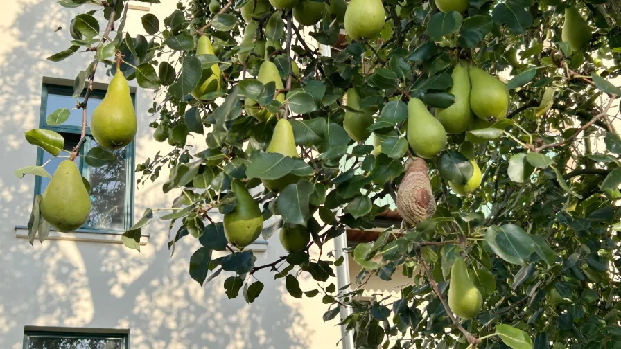 Birnenbaum im Hof