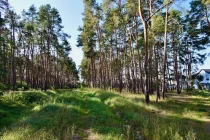 In der Waldfläche