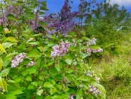 Fliederbusch im Garten