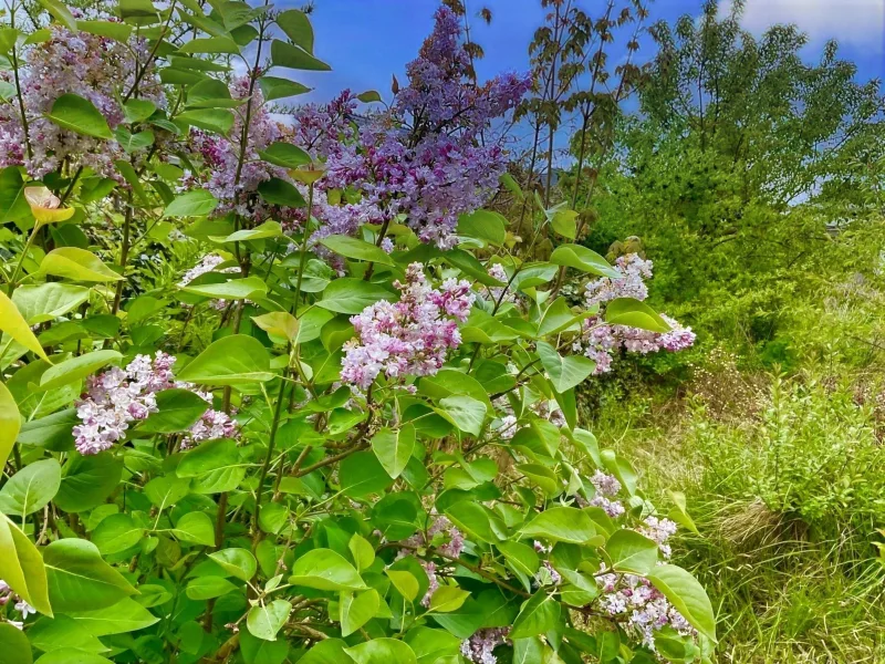 Fliederbusch im Garten