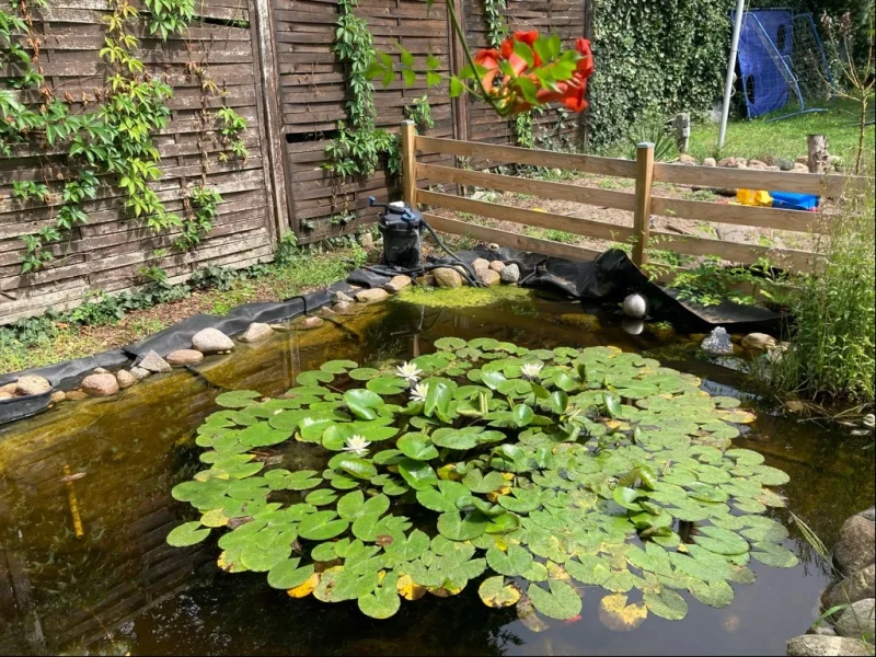 Gartenteich mit Fischen