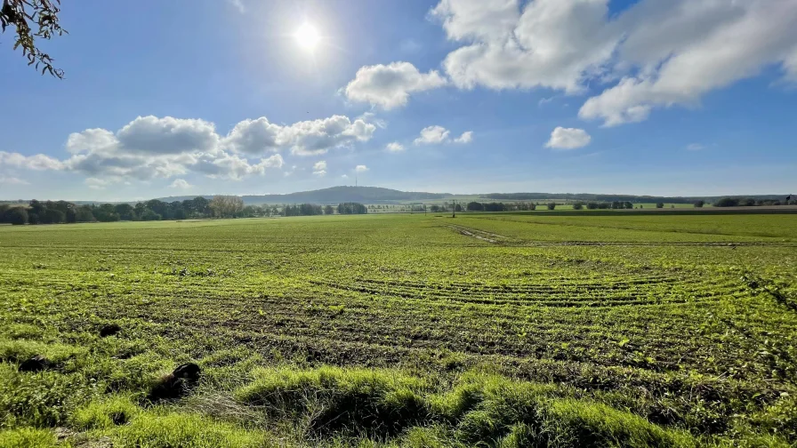 Blick auf das angrenzende Feld