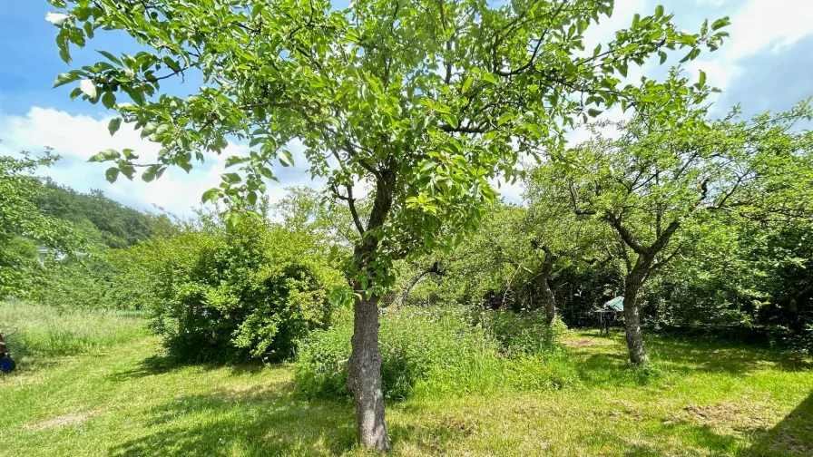 Bäume auf dem Grundstück