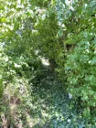 Vegetation auf dem Weg in den Garten