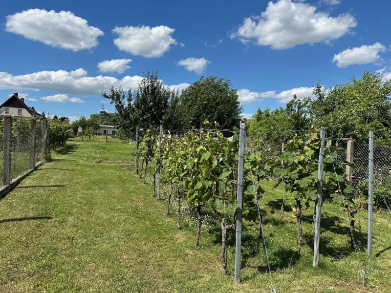 Garten einschl. Weinreben  