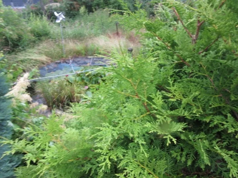 Garten mit kleinem Teich