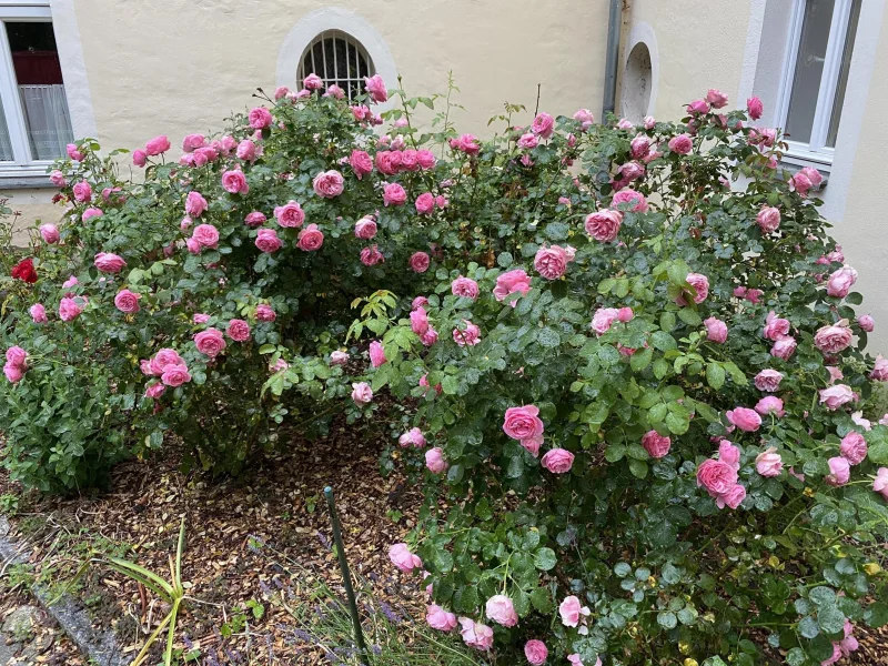 Rosen im Eingang