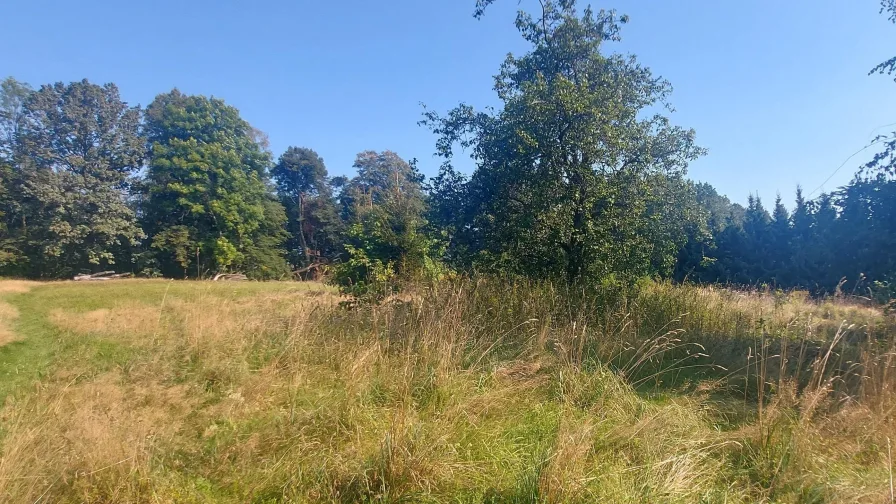 Grundstück - Grundstück kaufen in Schirgiswalde-Kirschau - Natur pur