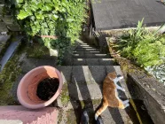 Treppe zwischen Hof und Garten mit Garage