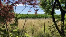 freier Blick vom Garten auf das Feld