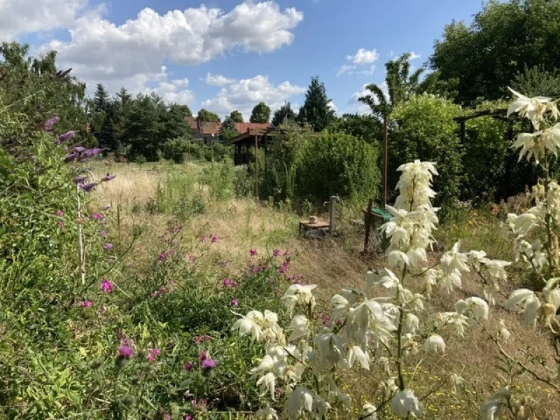 Blick in den Garten