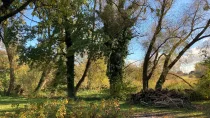 Garten mit altem Baumbestand