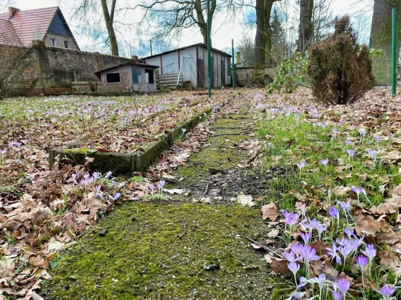 Garten mit Frühlingsblüher