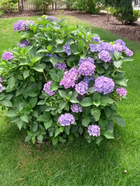 Sommerbilder Hortensie