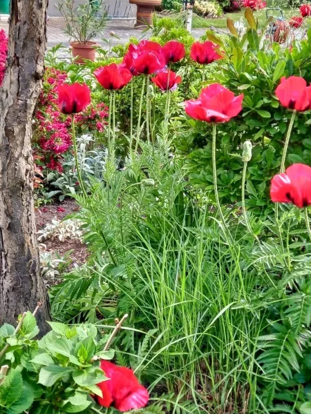 Wunderschöne Mohnblumen