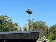 Storch beim Nachbarn