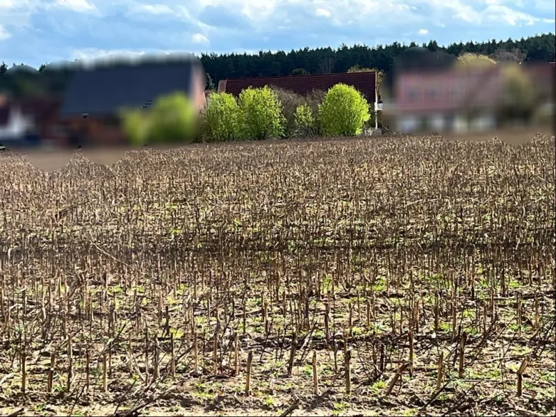 Blick aufs Grundstück /Acker