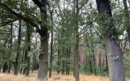 Bild 5 - Grundstück kaufen in Felixsee - Guter Wald bei Klein Loitz