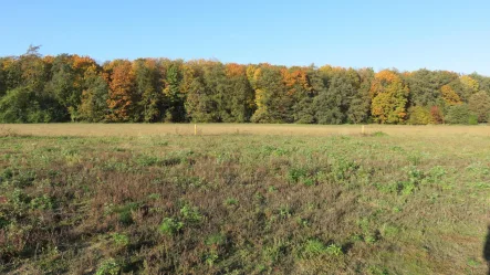 Blick zum Wald - Grundstück kaufen in Spremberg - Filetstück am Waldrand