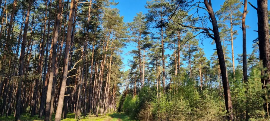 Wald - Grundstück kaufen in Liepgarten - Darf es ein bisschen Wald sein? Liepgarten