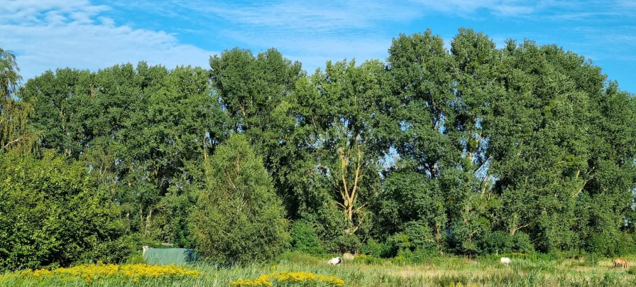 Idylle vor der Tür