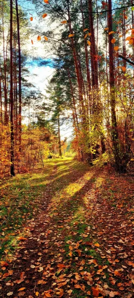 Wald in der Nähe