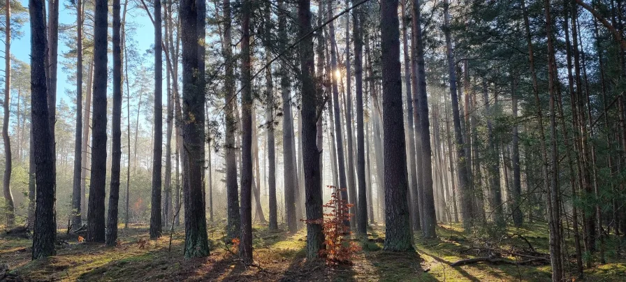 Waldluft tanken 300 Meter