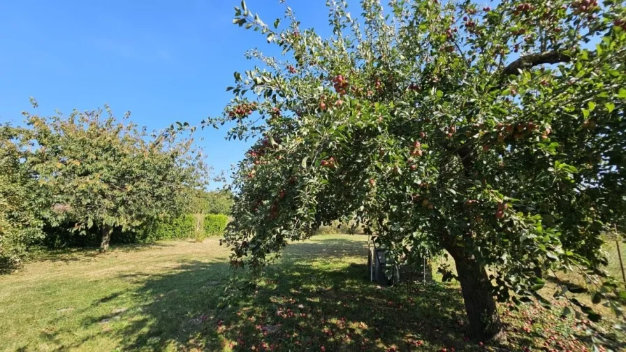 Garten mit Apfelbaum