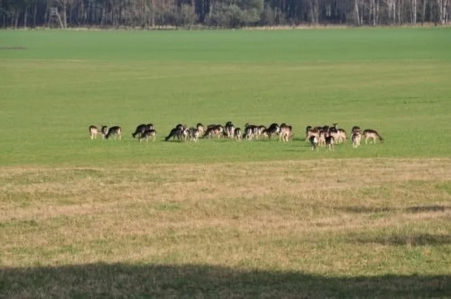 Natur pur - direkt vor der Tür