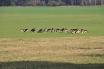 Natur pur - direkt vor der Tür