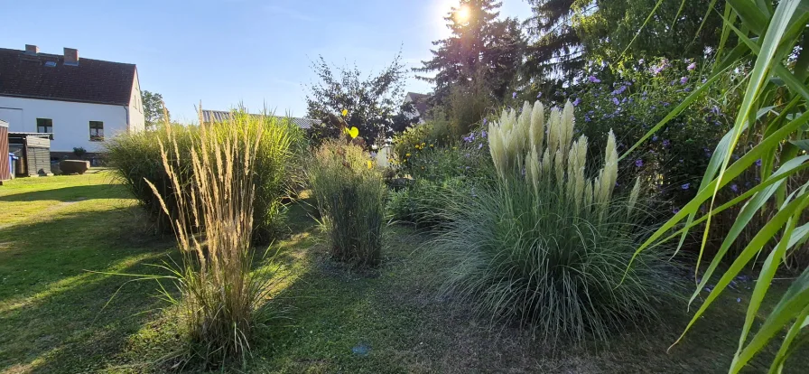 Schilfzucht im Garten