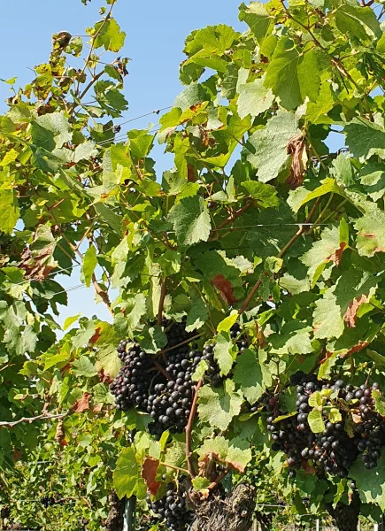 Unter den Weinbergen