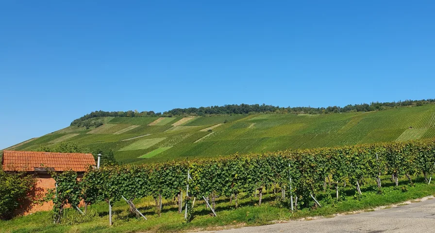 Unter den Weinbergen - Grundstück kaufen in Weinstadt - Bauplatz - Toplage - Unter den Weinbergen - Weinstadt-Großheppach