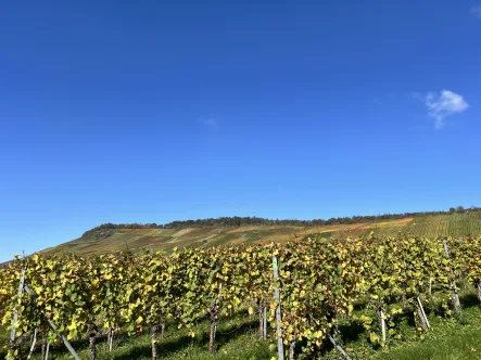  - Grundstück kaufen in Weinstadt - "Bauplatzjuwel mit traumhafter Aussicht: Exklusives Wohnen am Fuße der Großheppacher Weinberge – Natur trifft Exklusivität!"