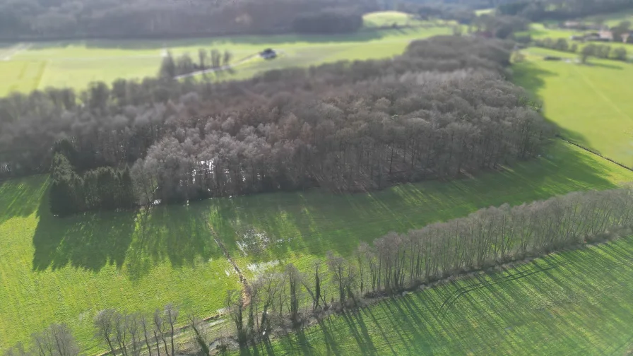 Übersicht Waldfläche