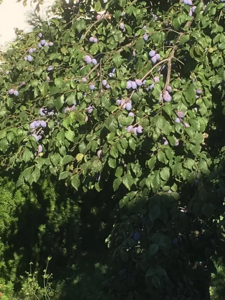 Zwetschgenbaum