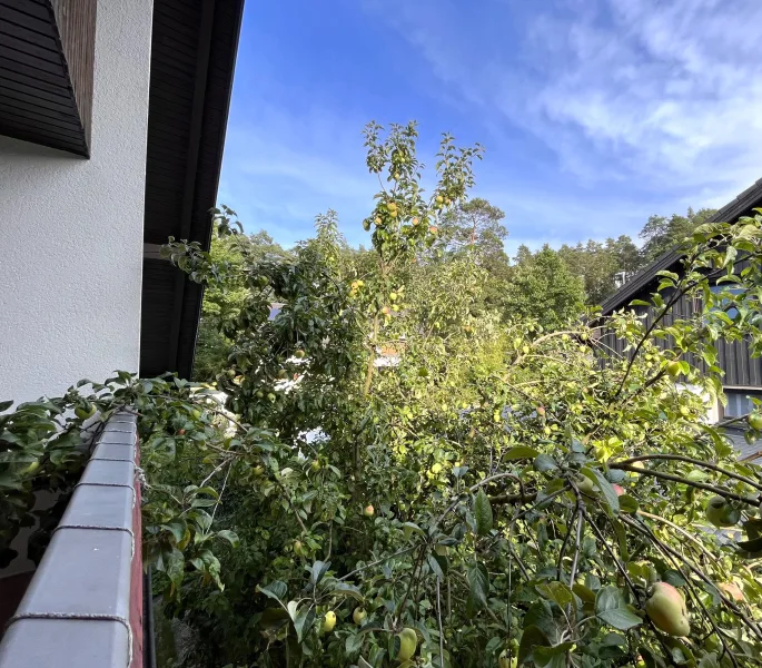 Apfelbaum am Balkon