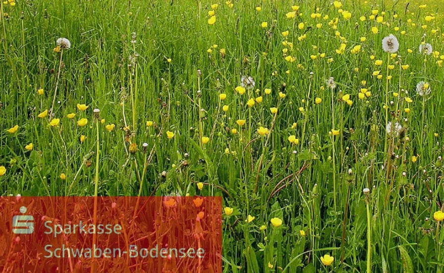 Ansicht - Land- und Forstwirtschaft kaufen in Oberrieden - Wiese bei Oberrieden