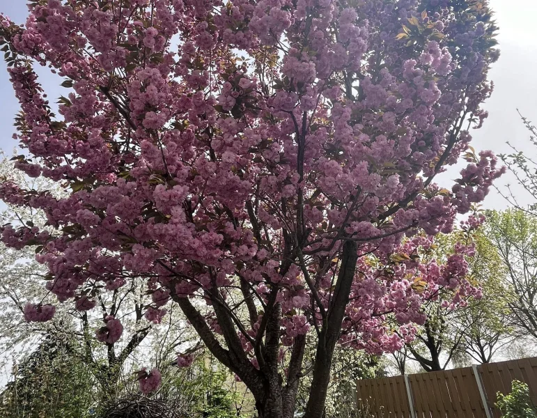 Der Garten blüht im Sommer