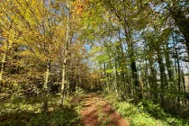 Waldweg von Süden nach Norden 