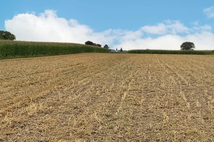 Kornfeld - Blick Richtung Westen