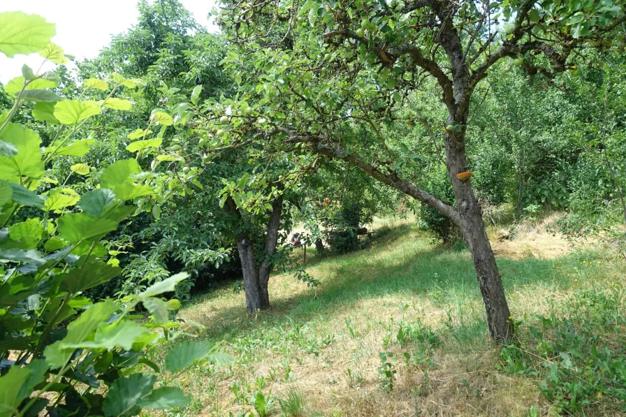 Garten mit Obstbaumbestand