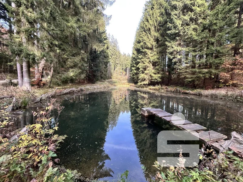 Großer Teich - Grundstück kaufen in Schwarzenbach a.Wald - Waldgrundstück mit Teichanlage 