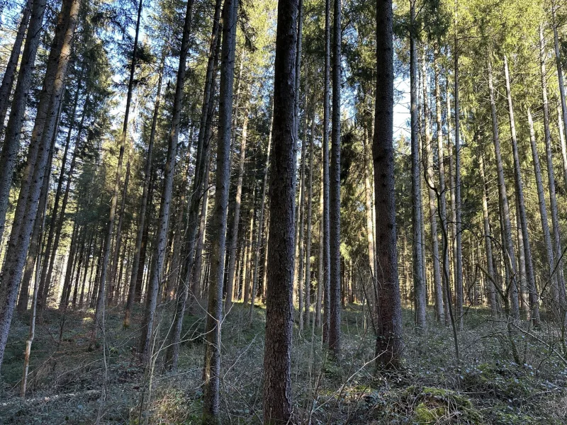 Bestand im Süden