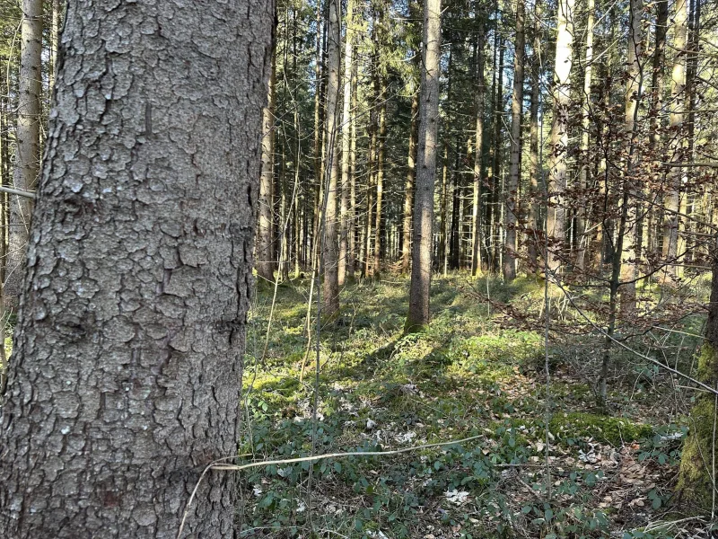 Bestand im Südosten