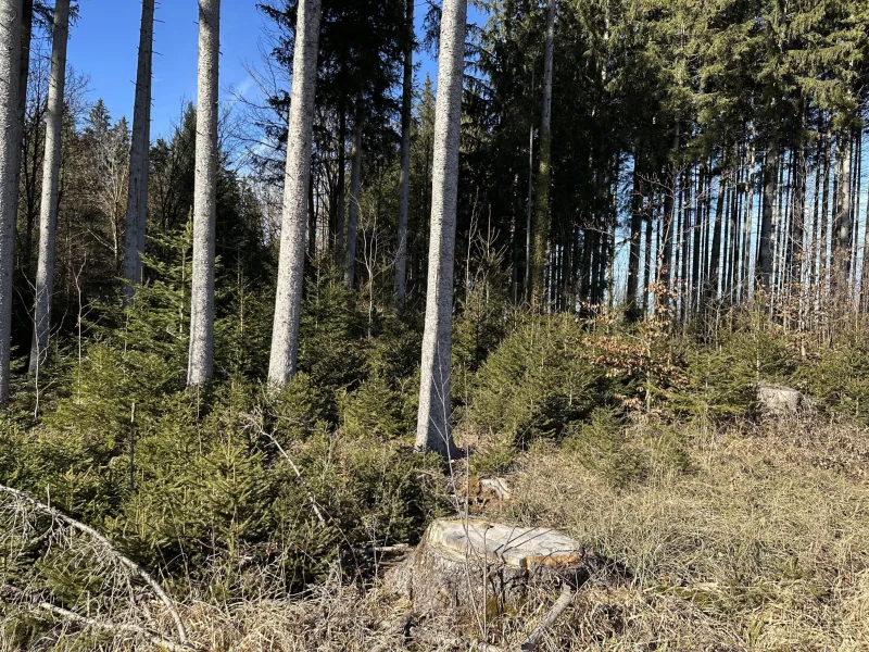 Verjüngung im Nordosten